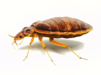 bed bugs infestation afederal exterminating brooklyn nyc