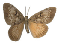 moths infestation afederal exterminating brooklyn nyc