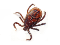 ticks infestation afederal exterminating brooklyn nyc