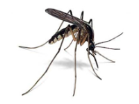 mosquitoes infestation afederal exterminating brooklyn nyc