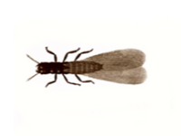 termites infestation afederal exterminating brooklyn nyc