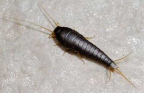 Silverfish | Afederal Exterminating - #1 Pest Control Experts in ...